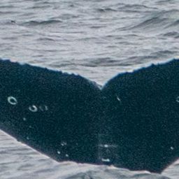 Fluke of CRC-20174