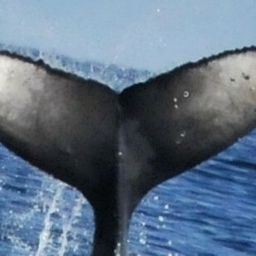Fluke of CRC-20481