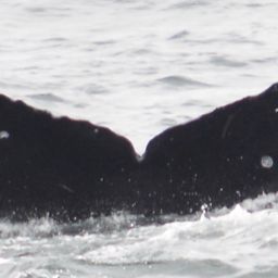 Fluke of CRC-19485