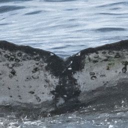 Fluke of CRC-18700