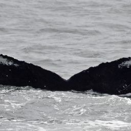 Fluke of CRC-18954