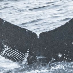 Fluke of CRC-18955