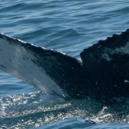 Fluke of CRC-18585