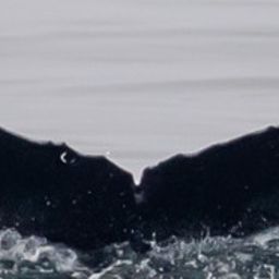 Fluke of CRC-17696
