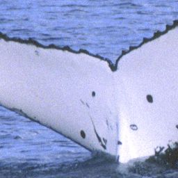 Fluke of KRAKATOA