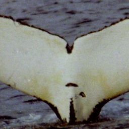 Fluke of FRET