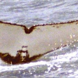 Fluke of AGATHEA