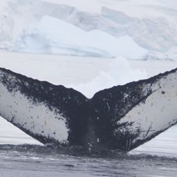 Fluke of AHWC-7348