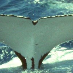 Fluke of PERU