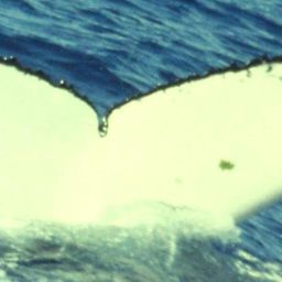 Fluke of BOADICEA