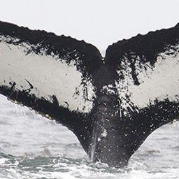 Fluke of CRC-12034
