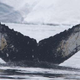 Fluke of AHWC-7349