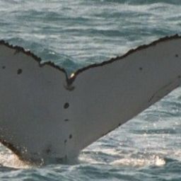 Fluke of ALCYONE