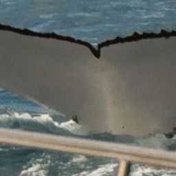 Fluke of KRISTALLOS