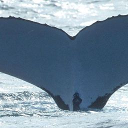 Fluke of BO