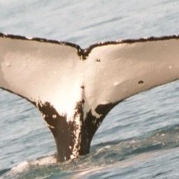 Fluke of DELECIA
