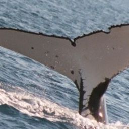 Fluke of LIMA