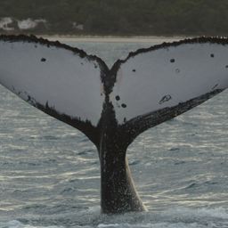 Fluke of TASCO