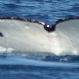 Fluke of MAURITIUS