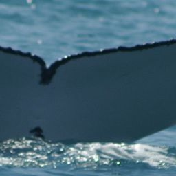Fluke of BONAPARTE
