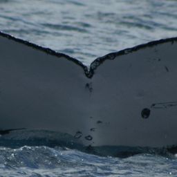 Fluke of NEVADA