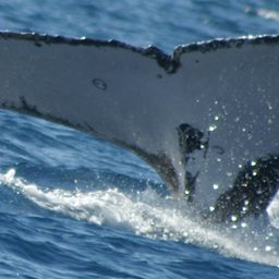 Fluke of HW-MN1100129