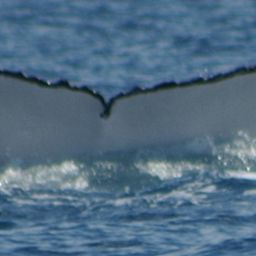 Fluke of ANACLETO