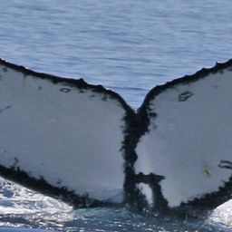 Fluke of IONUS