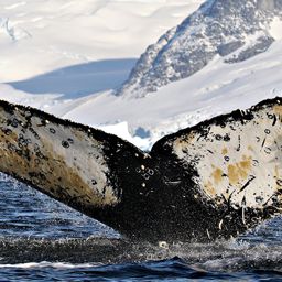 Fluke of AHWC-7362