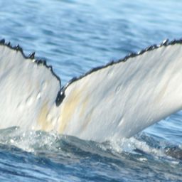 Fluke of HW-MN1100141