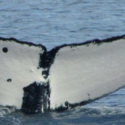 Fluke of PICOLLO