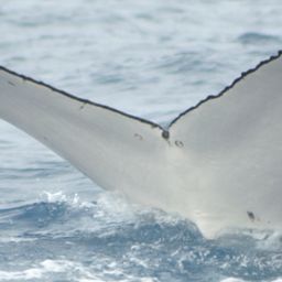 Fluke of HW-MN1100153