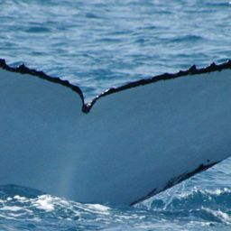 Fluke of SAPPHIRE