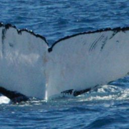 Fluke of HAKEA