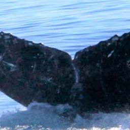 Fluke of MOON SHARK