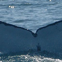 Fluke of ECWWC-EC18005