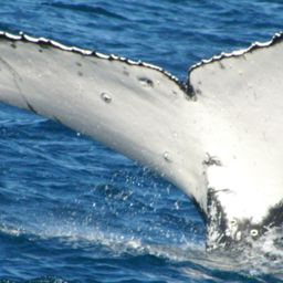 Fluke of HW-MN1100191
