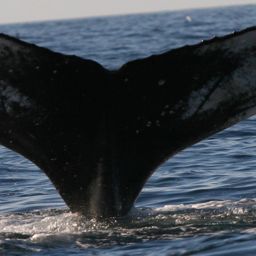Fluke of COLORADO