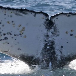 Fluke of SAN PATRIZIO