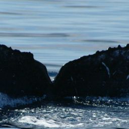 Fluke of WHITE WINGS