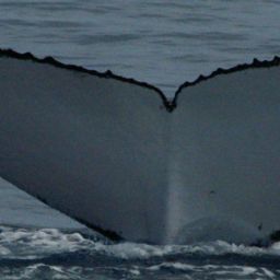 Fluke of HW-MN1100241