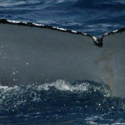 Fluke of HW-MN1100267