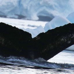 Fluke of AHWC-5904