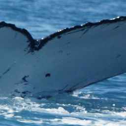 Fluke of HW-MN1100286