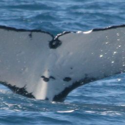 Fluke of HW-MN1100313