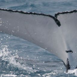 Fluke of HW-MN1100317