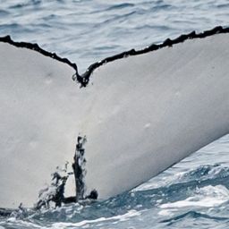 Fluke of HW-MN1100321