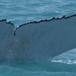 Fluke of ORCADES