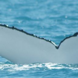 Fluke of ICEBERG