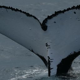 Fluke of STELLA MARIS